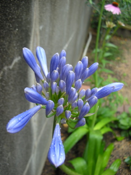 c0145209_2242178.jpg