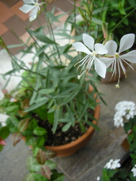 c0145209_22582444.jpg