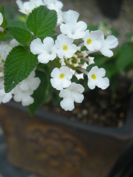 c0145209_2371426.jpg