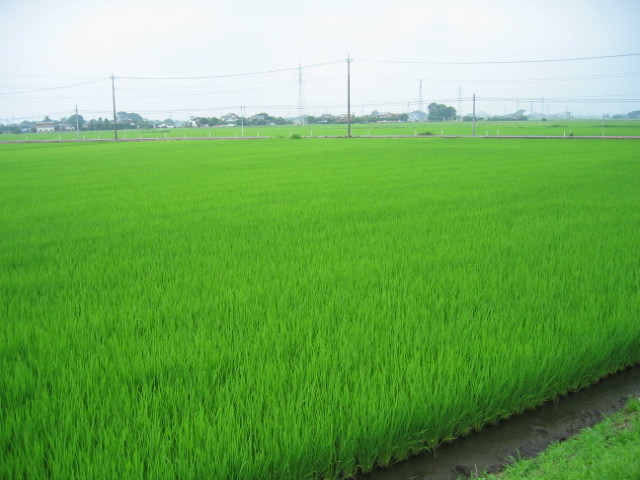 e0050111_2255930.jpg
