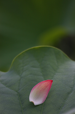 a0024490_865513.jpg