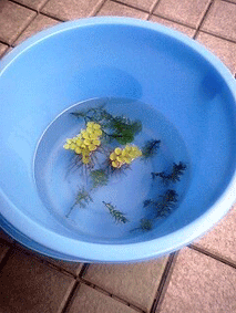 d0048332_15394093.gif