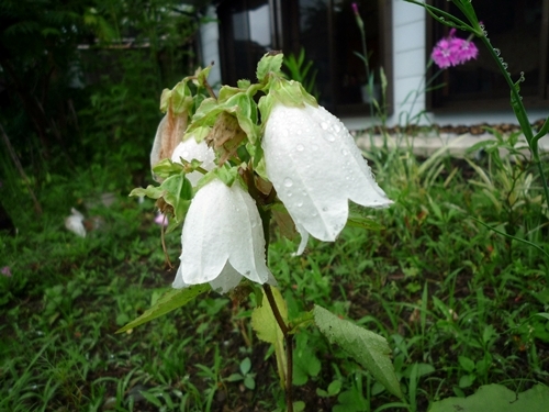 d0037233_1162737.jpg