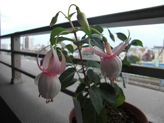e0019942_14165246.jpg