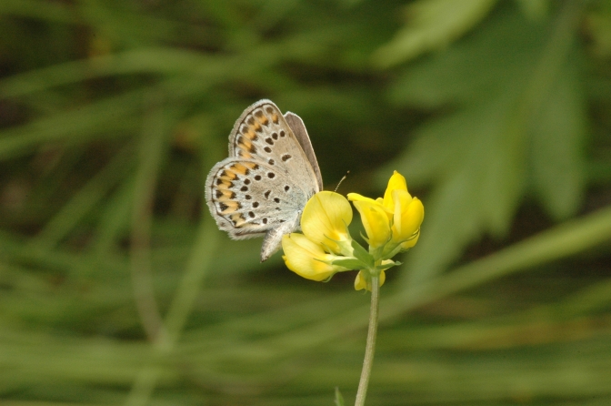 d0098057_5124572.jpg