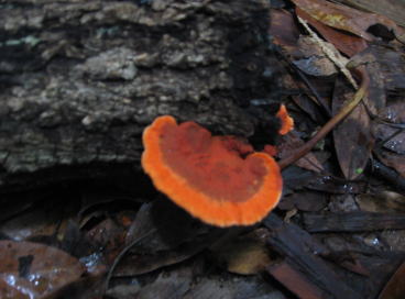 a0064260_433775.jpg