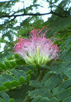 e0118274_21235291.jpg