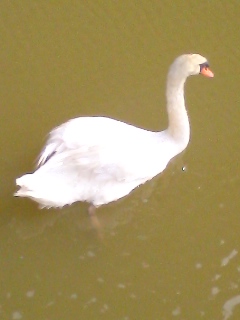 c0095492_4232283.jpg
