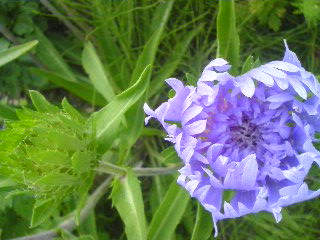 c0095492_4232420.jpg