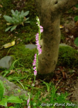 d0001008_98193.jpg