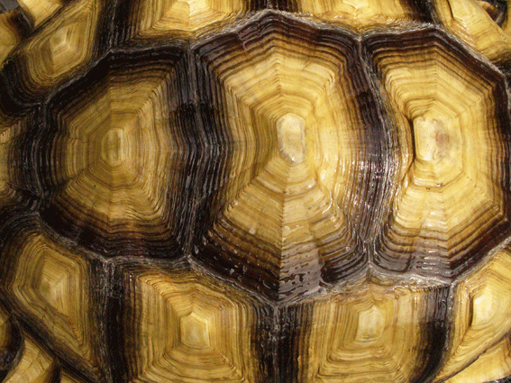 e0015915_15162252.gif