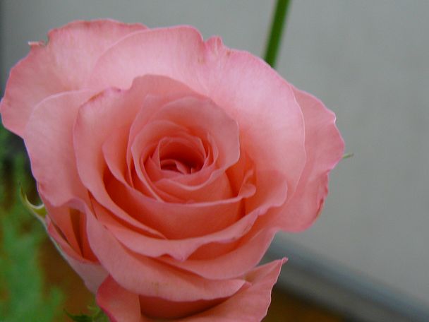 f0004019_1094788.jpg