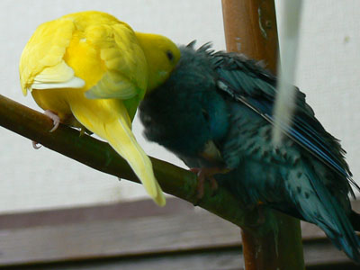 e0148120_2343427.jpg