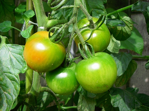 a0034438_10535058.jpg