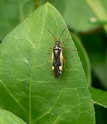 d0091754_383945.jpg