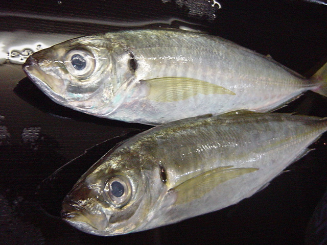 f0084695_1224311.jpg