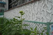 b0167519_849191.jpg