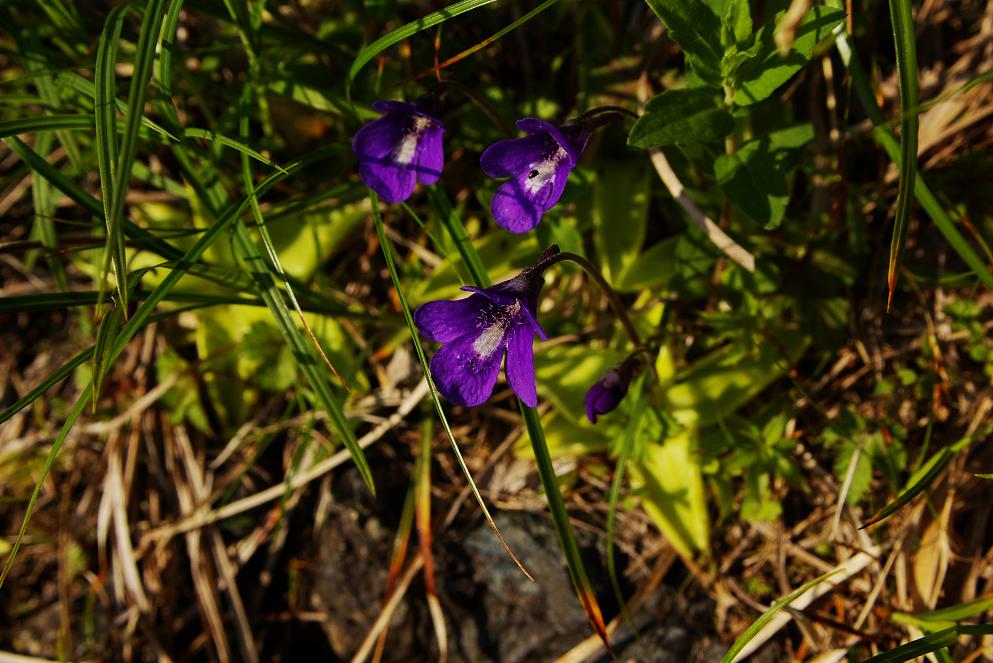b0062024_0431744.jpg