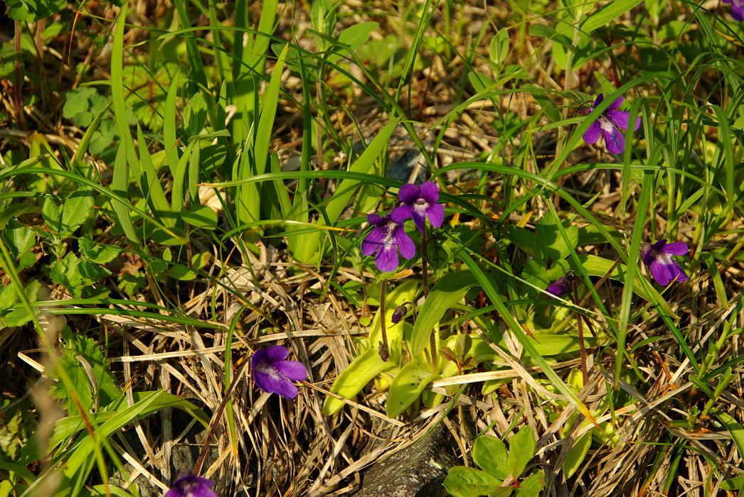 b0062024_043553.jpg