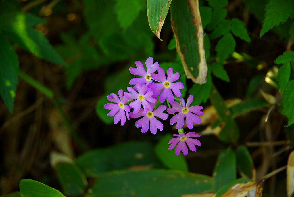 b0062024_046510.jpg