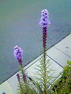 b0094025_195906.jpg