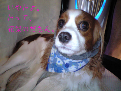 a0120944_10525640.jpg