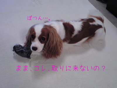 a0120944_10533750.jpg