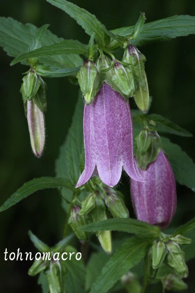 f0173245_5544139.jpg