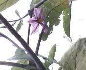 e0150849_20312363.jpg