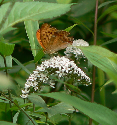 d0091754_17384422.jpg