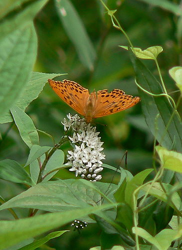 d0091754_1738639.jpg