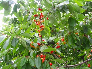 e0004756_2193258.jpg