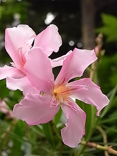 f0089079_247590.jpg
