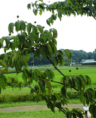 a0091680_1342510.jpg