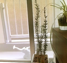 c0076383_237496.jpg