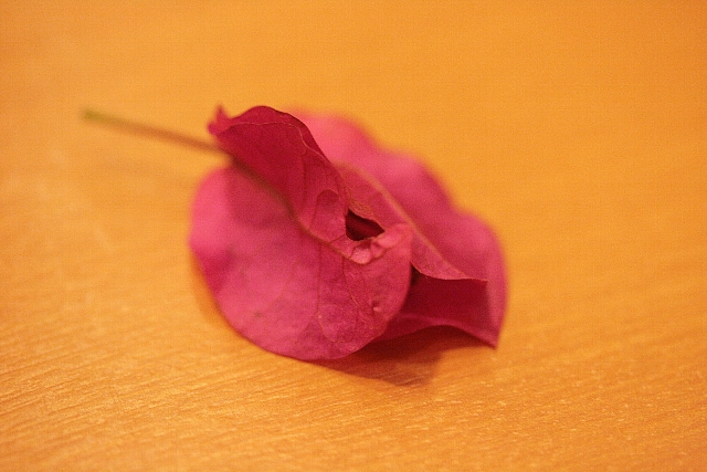 d0133693_23343695.jpg