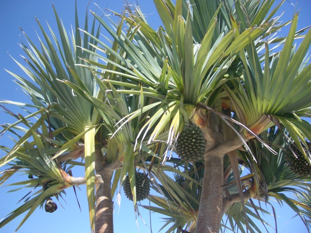 c0193396_11335954.jpg