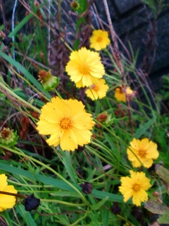 f0014209_10181340.jpg