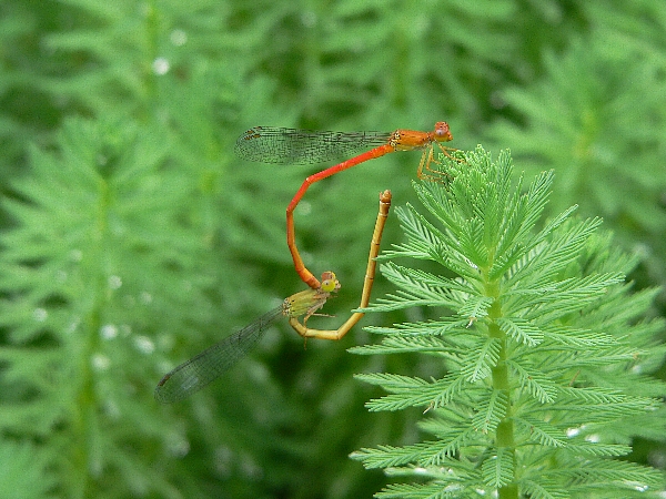 e0002314_18415735.jpg
