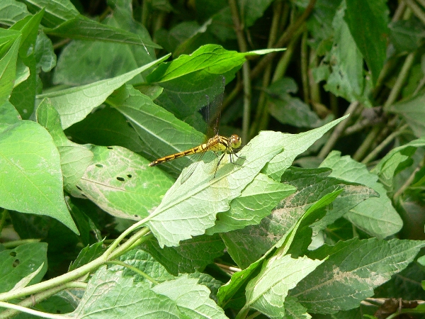 e0002314_18431914.jpg