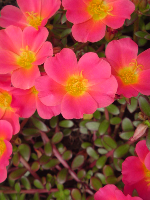 e0016828_1722160.jpg