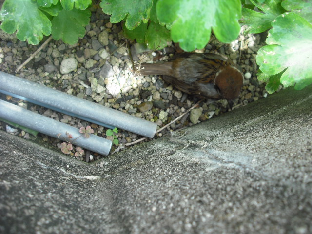 c0194042_2154757.jpg