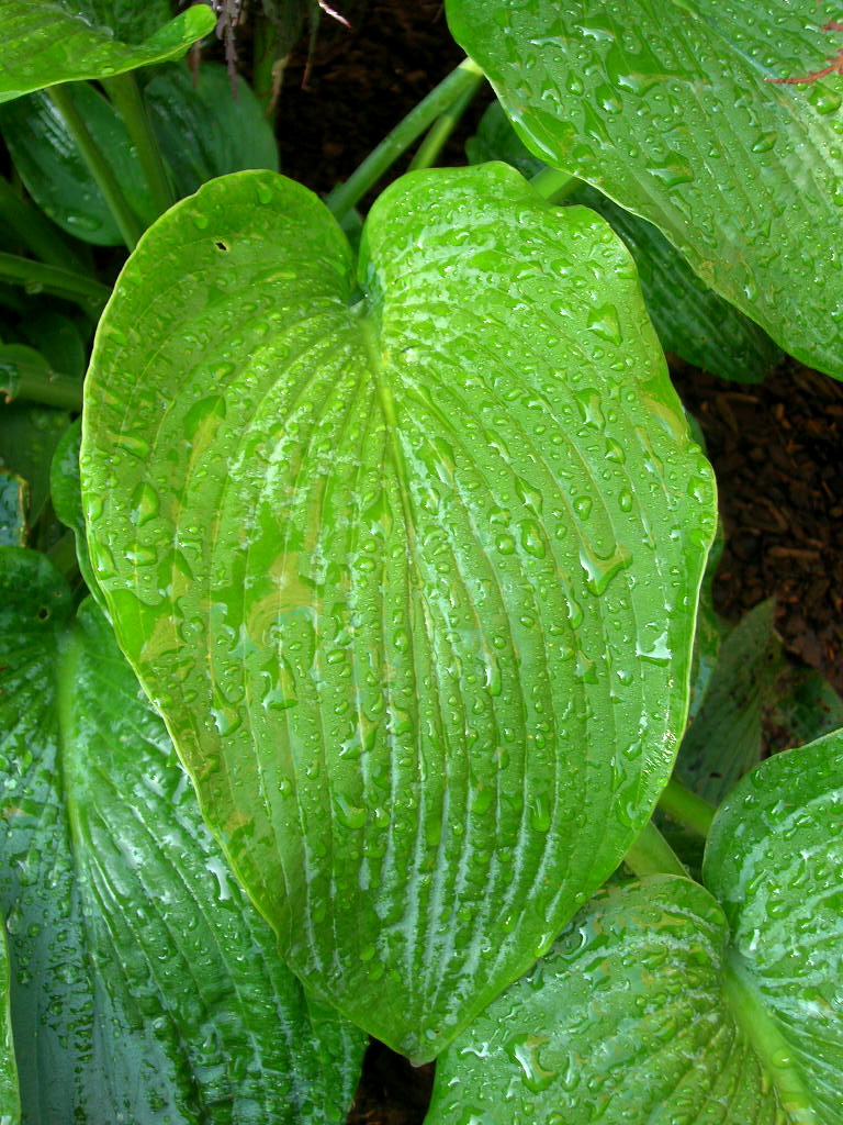 c0194753_22473751.jpg