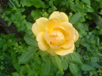 e0098066_11303375.jpg