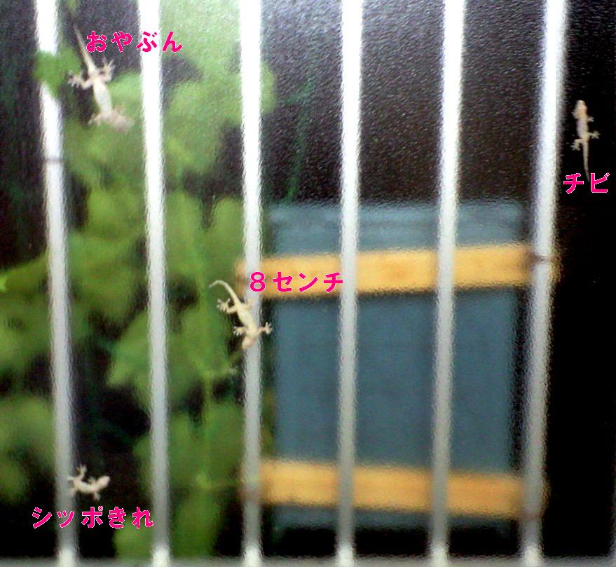 c0069372_18563384.jpg