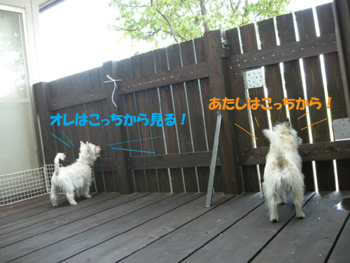 e0066883_0245144.gif
