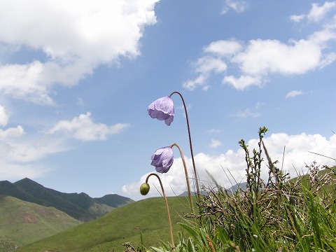 a0117305_22453669.jpg