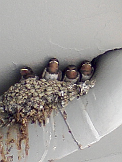 f0050523_18394119.jpg