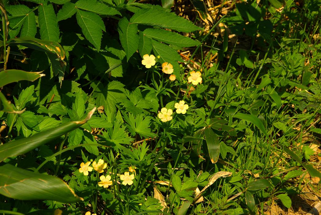b0062024_10491646.jpg