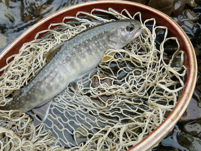 e0147226_2215592.jpg